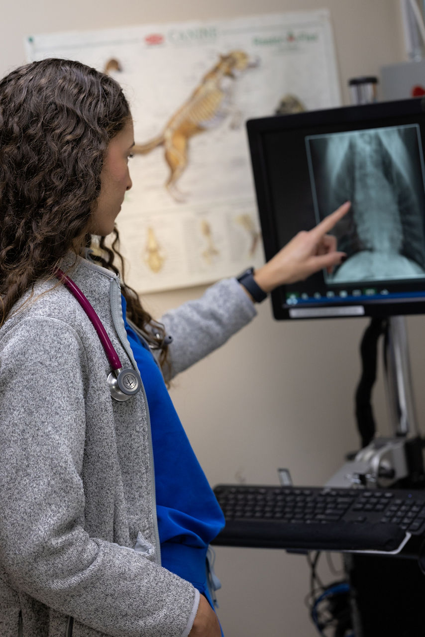 Xray checking by Vet