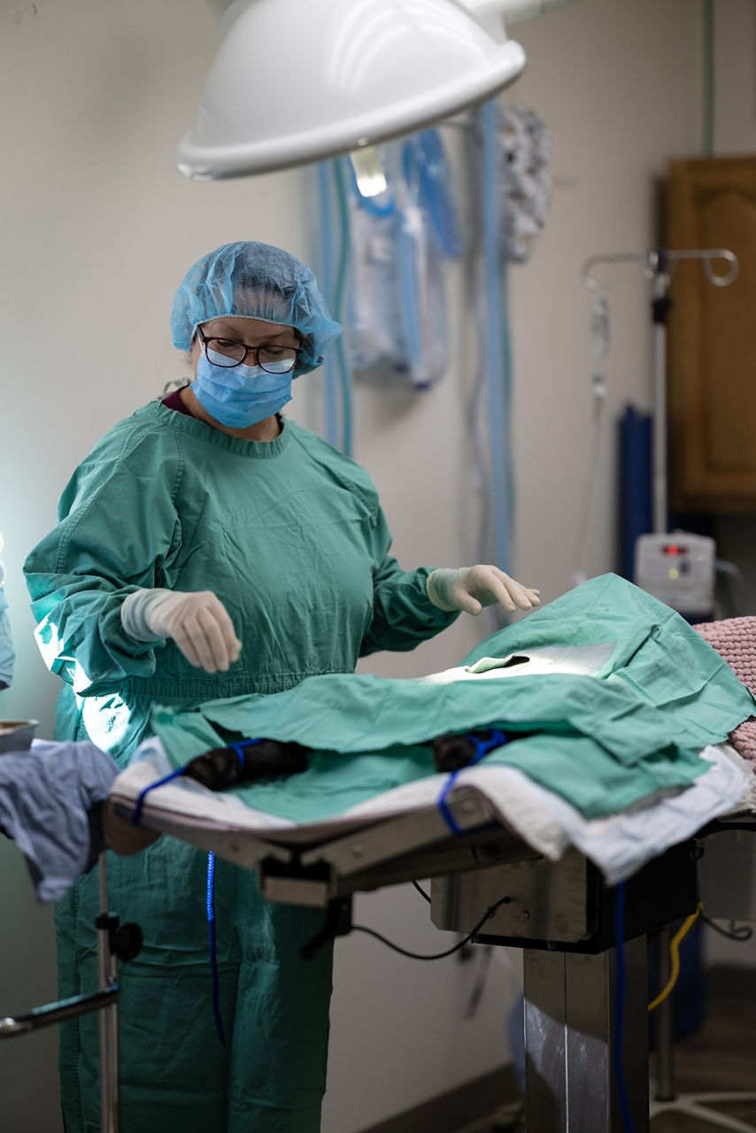 surgery is being done by vet