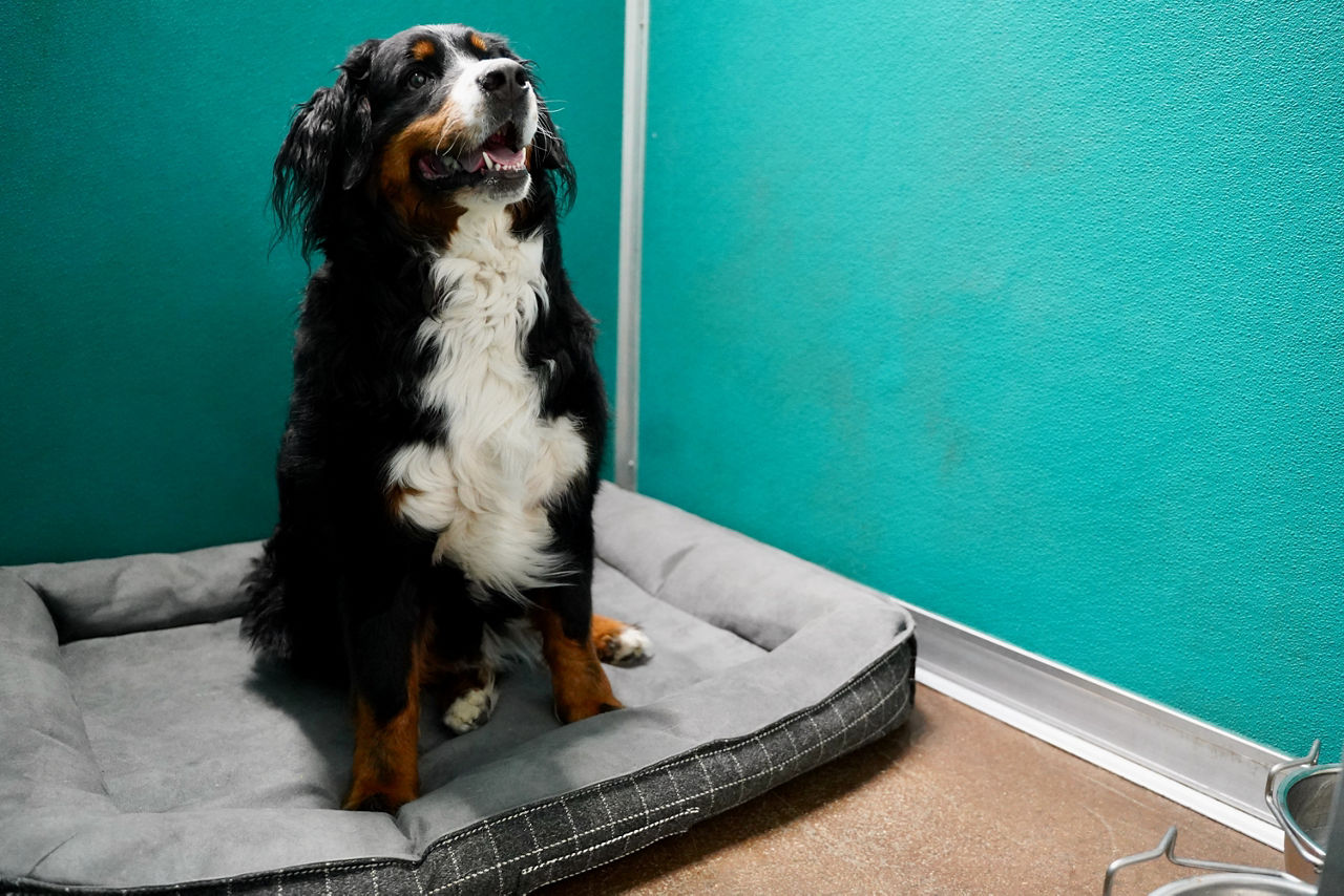 dog boarding