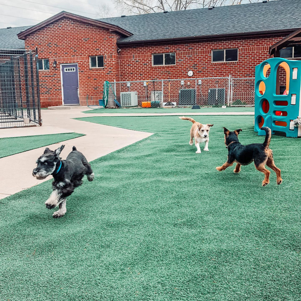 staff-dog-daycare