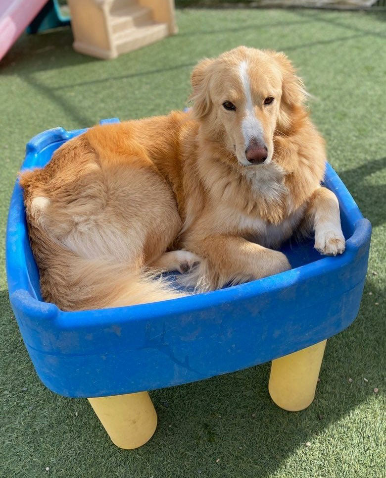 dog is sitting in tub