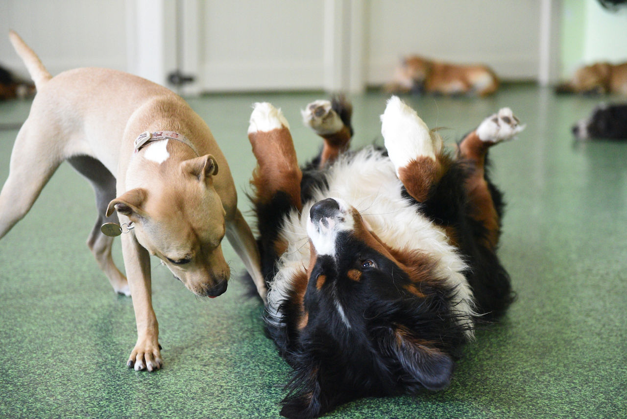 Two dogs running along side each other.