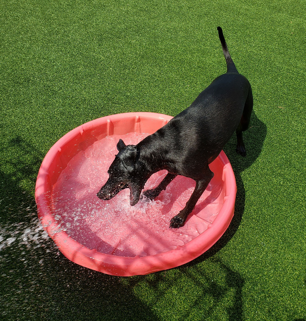 dog shower