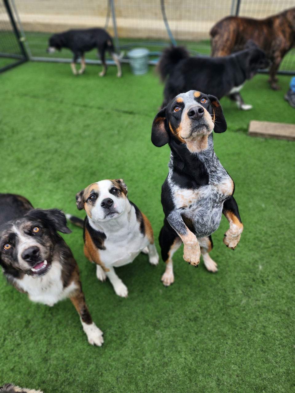 two-dogs-running-red-ball