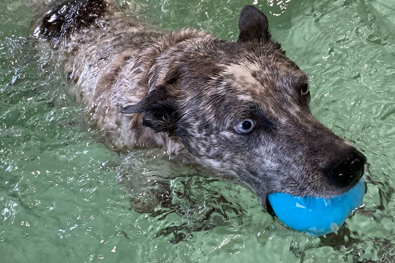 Dog swimming with blue ball