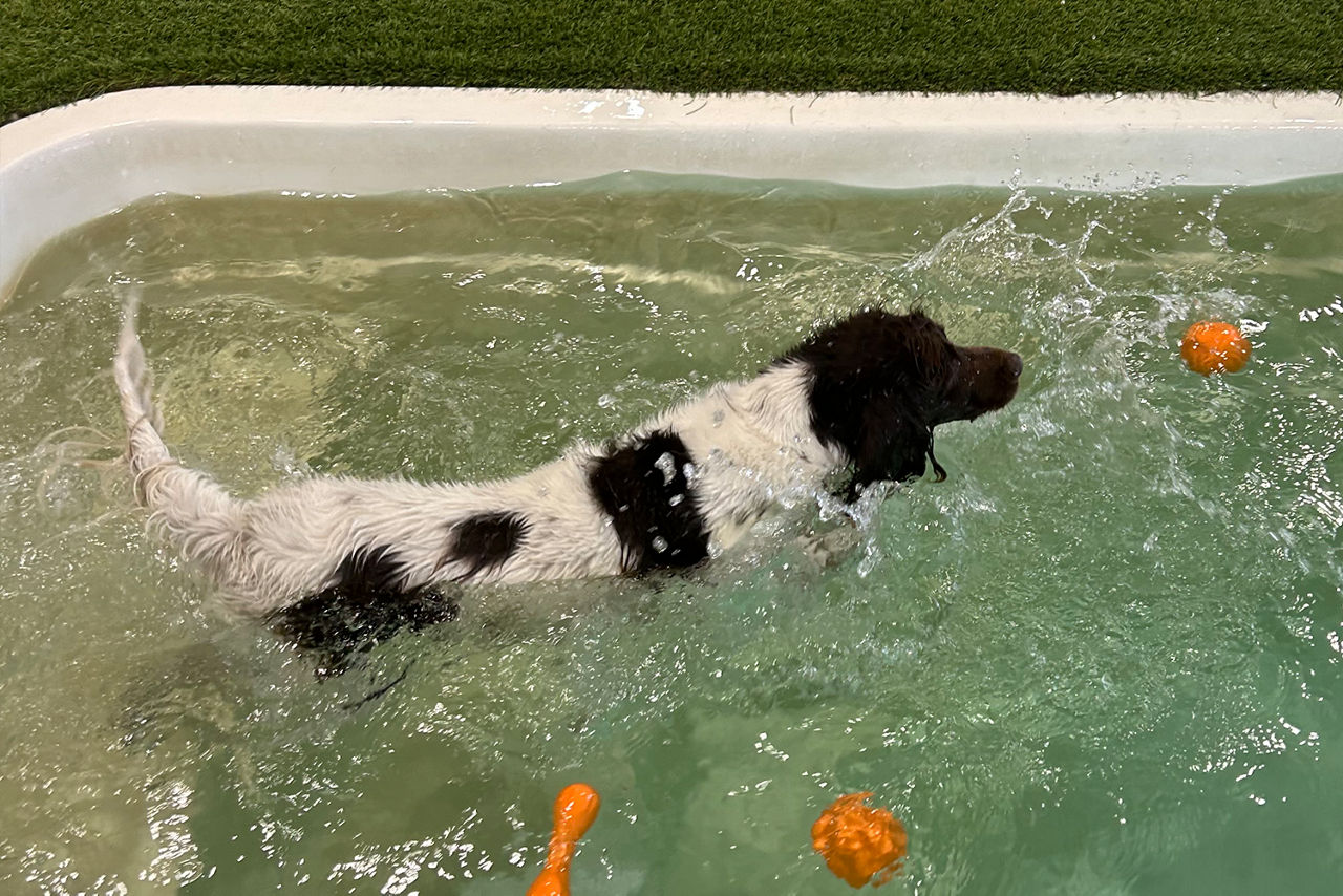 black and white dog swimming with orange toys