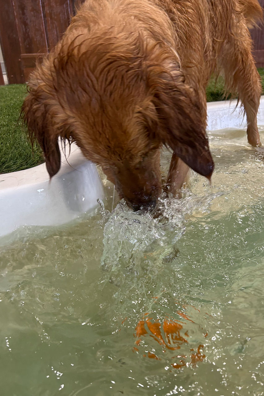 Golden retriever playing in water