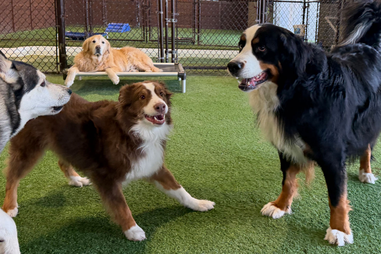 dog-chewing-toy-grass