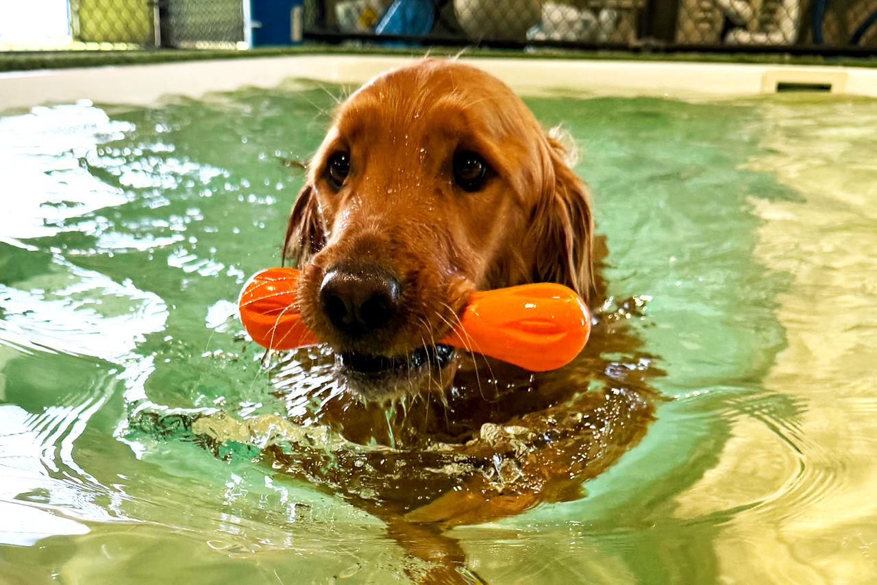 Dog swimming in pool with orange toy