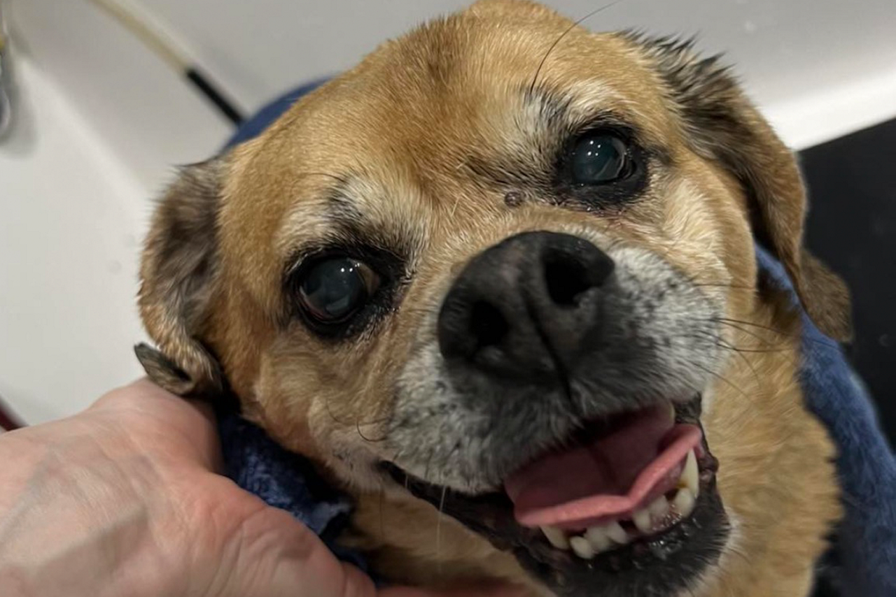 Dog just after a bath with wet fur