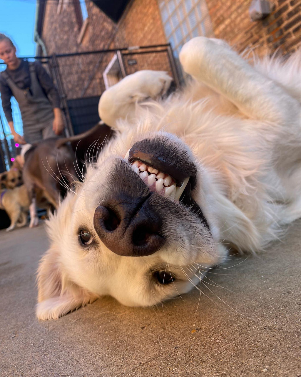 cute dog lying on floor