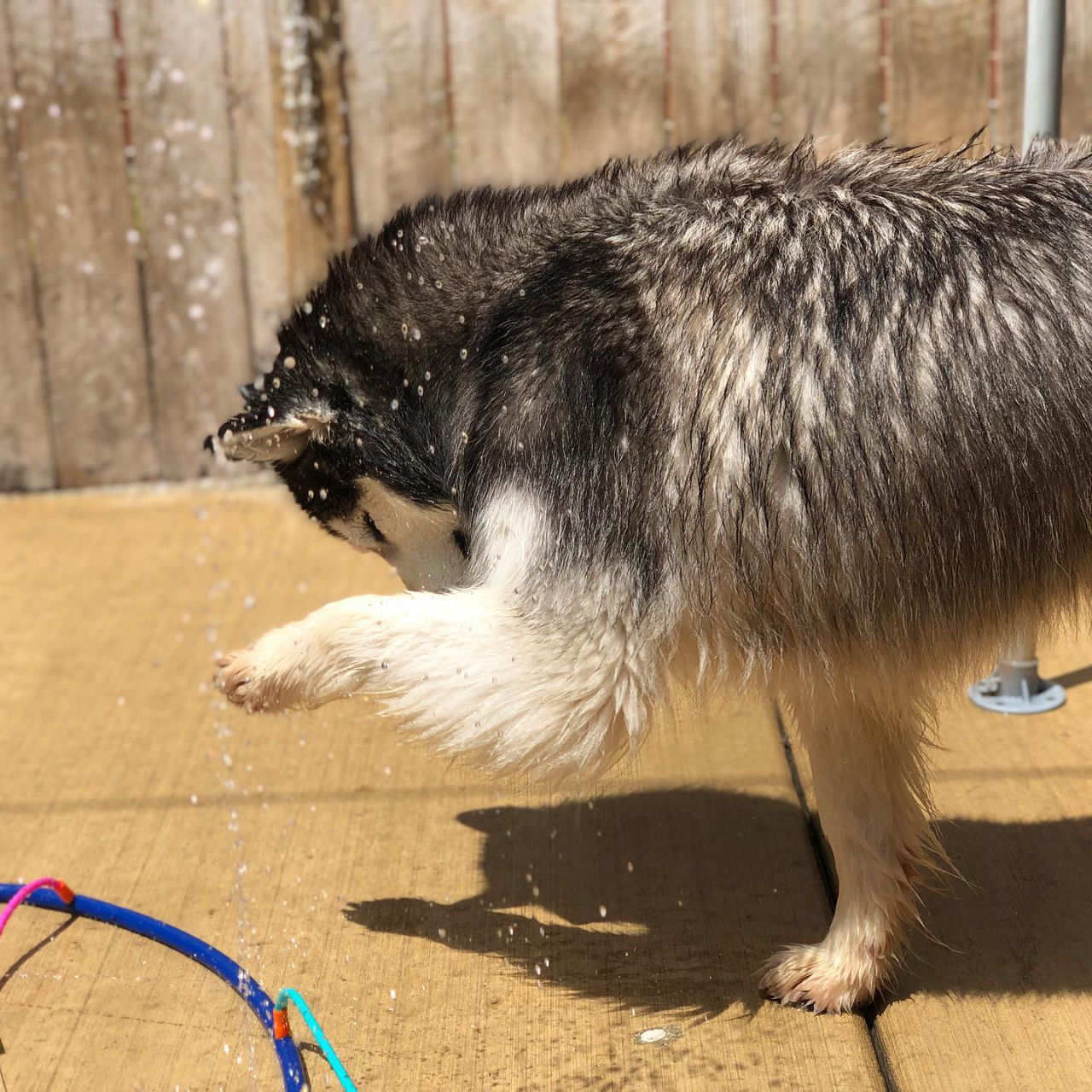 Dog playing