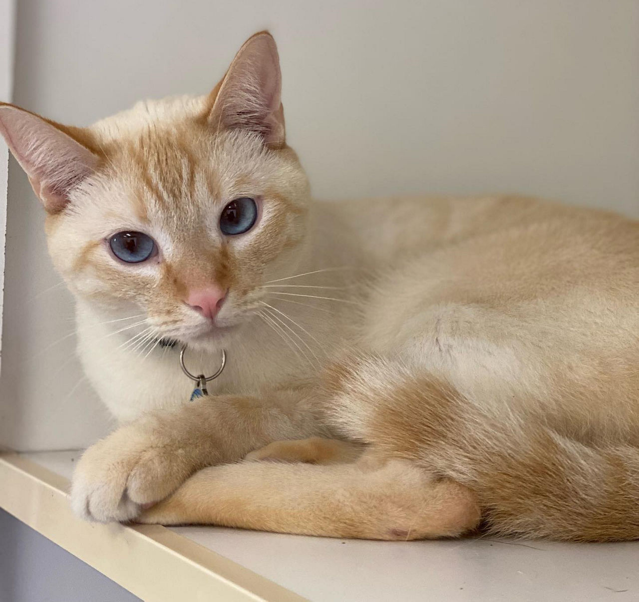 Cat boarding at Pet spot