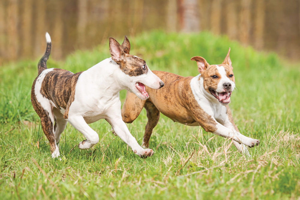 2 dog splaying-boarding