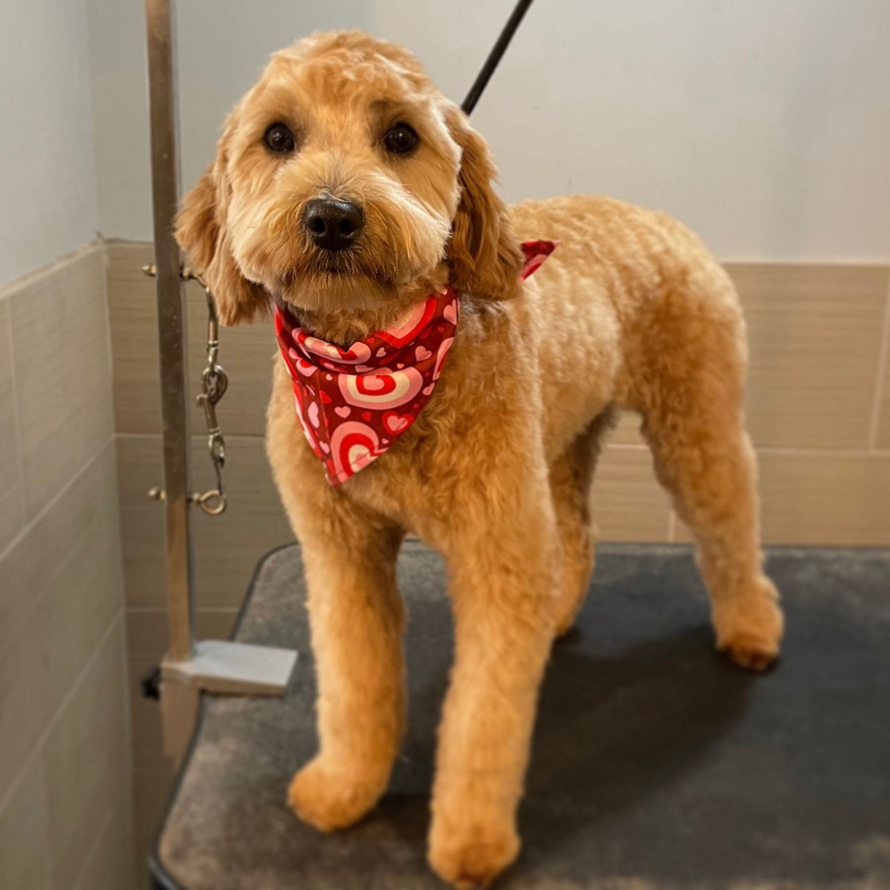 Pet Grooming Kings Crossing Animal Hospital