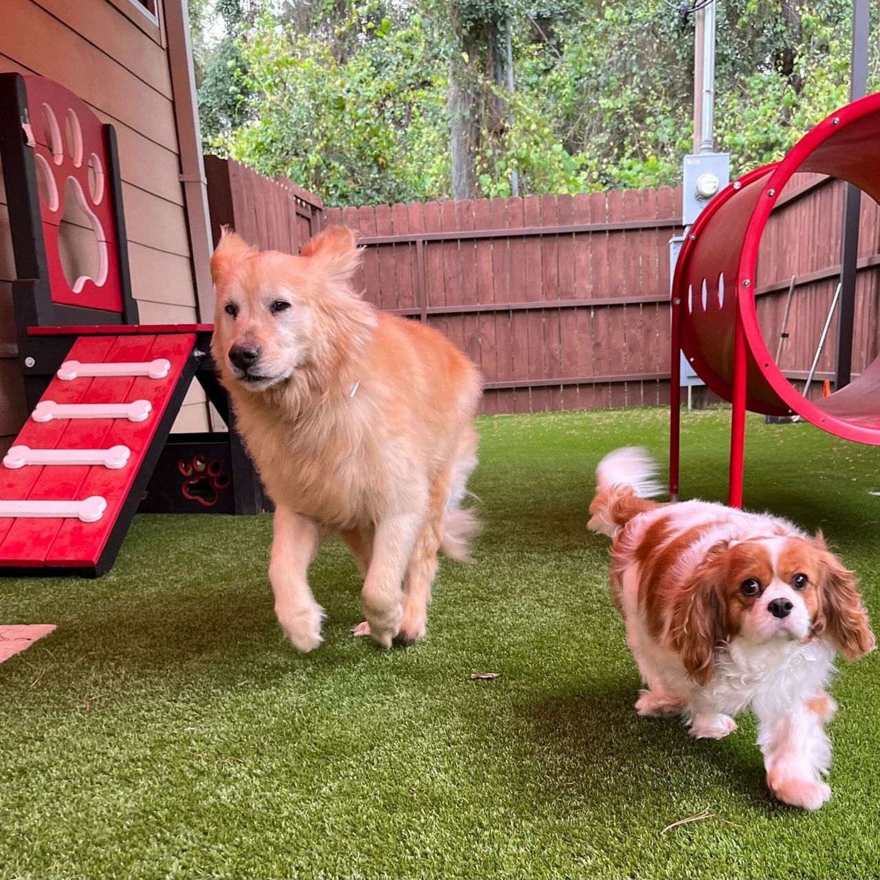 two dogs walking