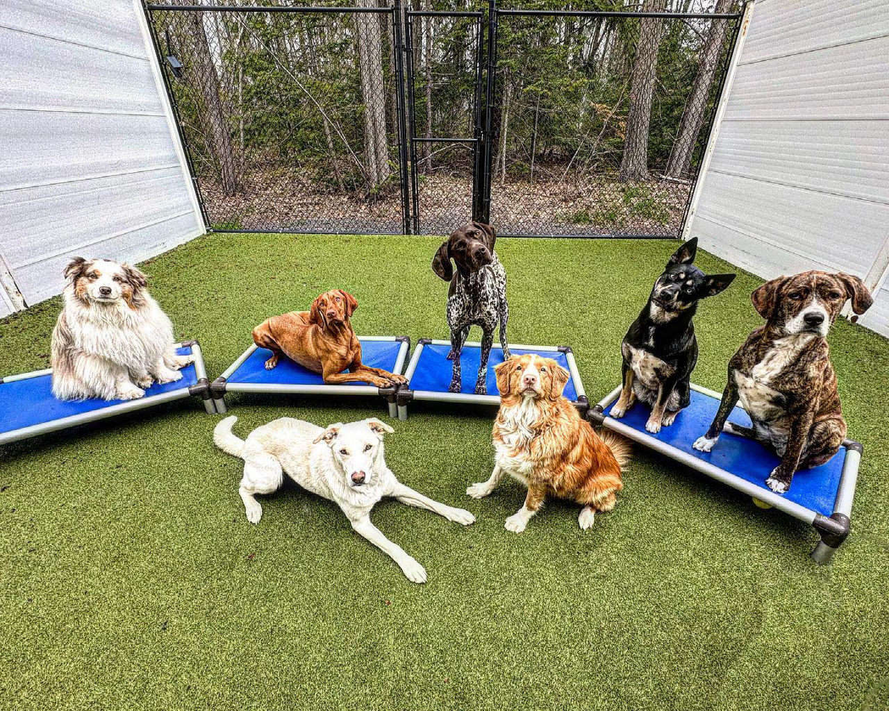 Seven dogs sitting and standing by each other.