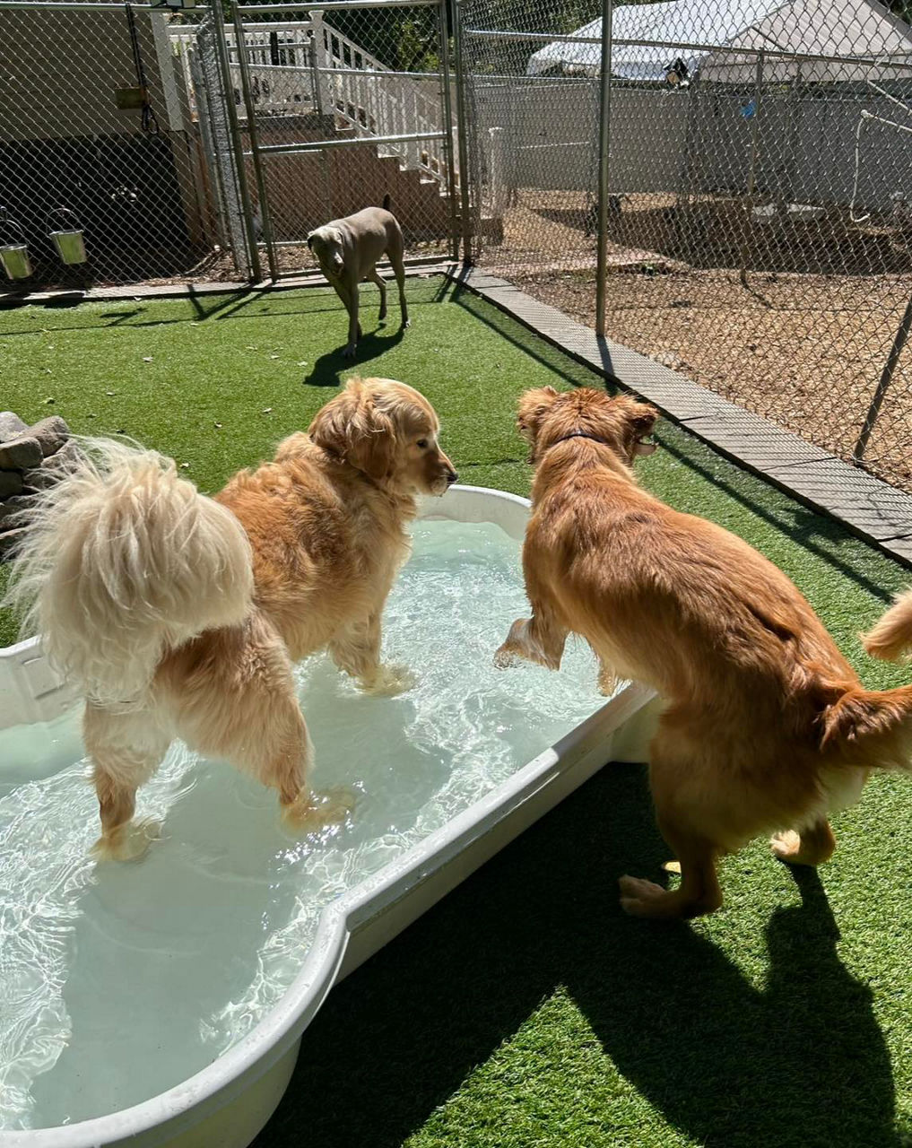 Dogs playing in water