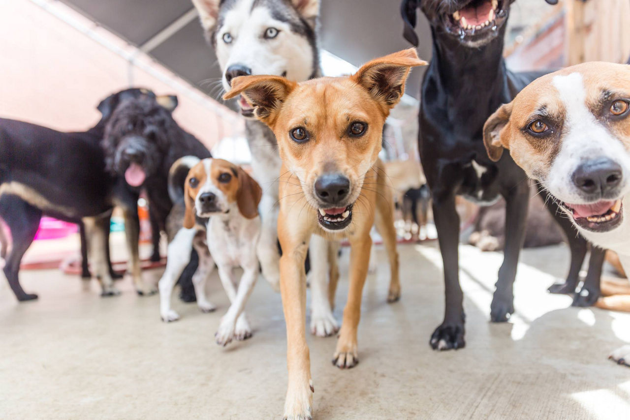 Seven dogs sitting and standing by each other.