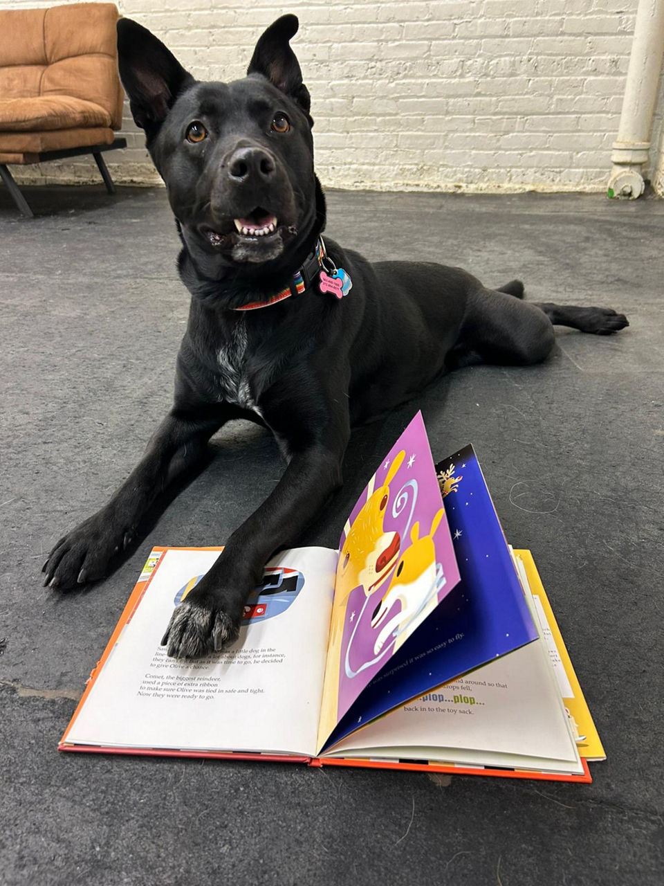 Black dog with book