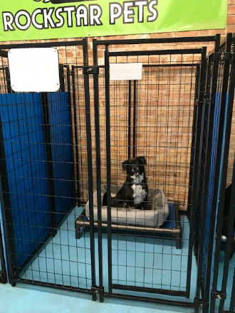 Dog resting on blue chair