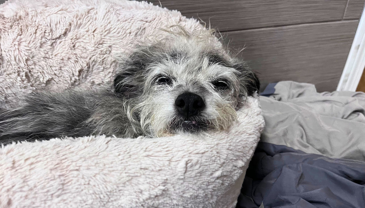 Woman hugging old dog