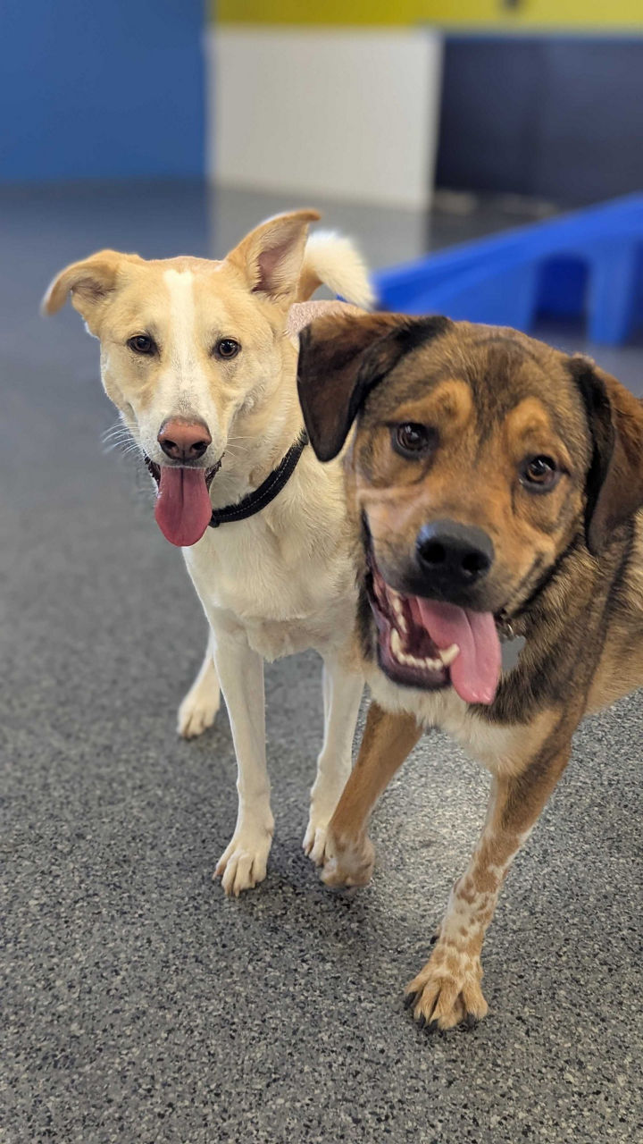 Woman hugging old dog