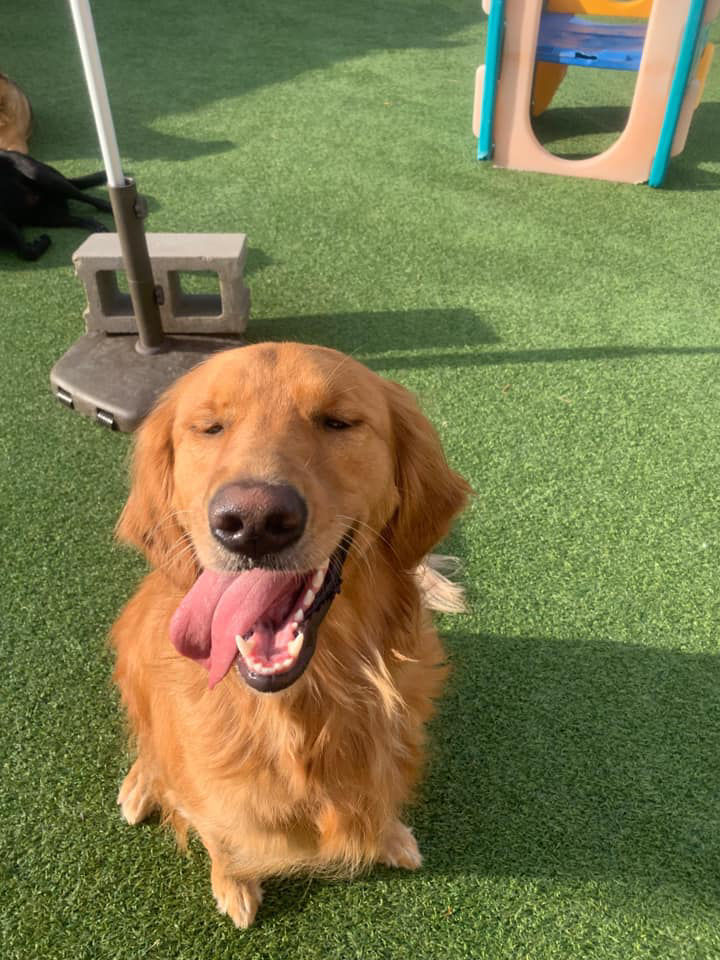 brown dog in grass