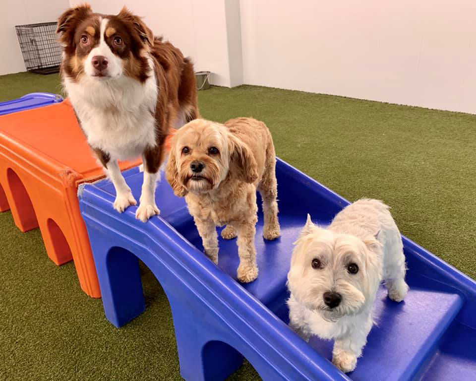 Seven dogs sitting and standing by each other.