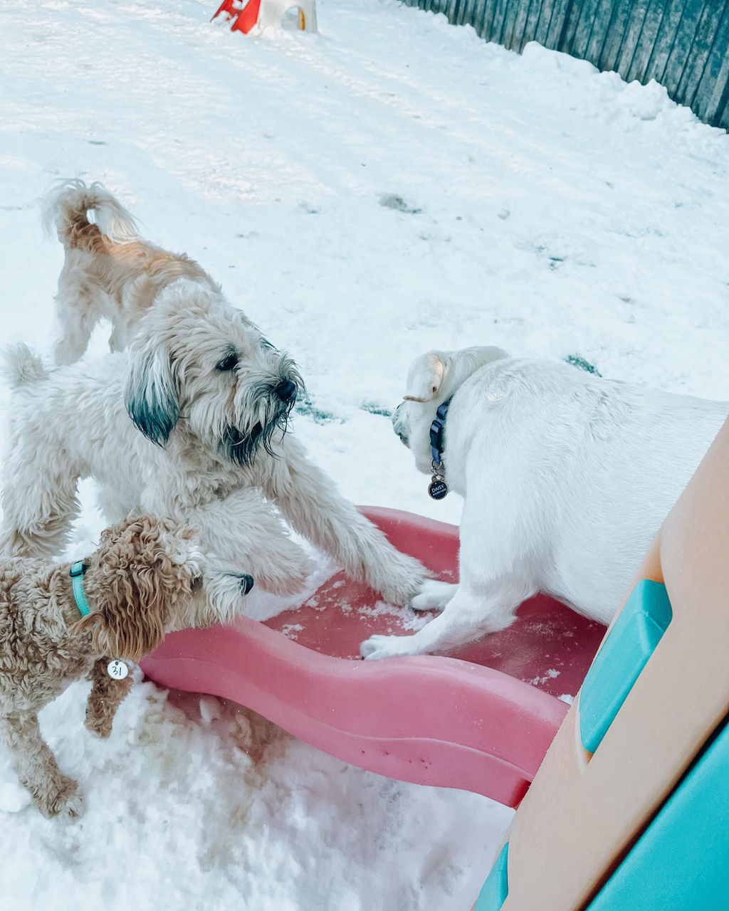 three-dogs-playing-toy