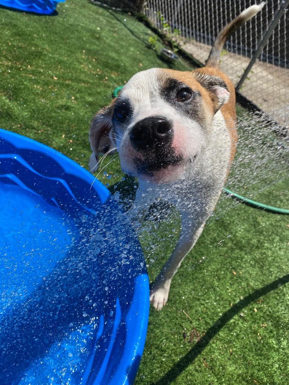 Happy dog in grass