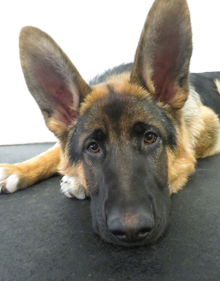 happy black dog on grass 
