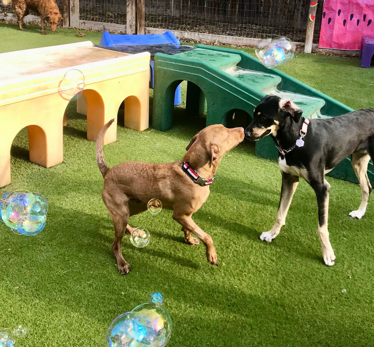 Brown white dog yellow ball