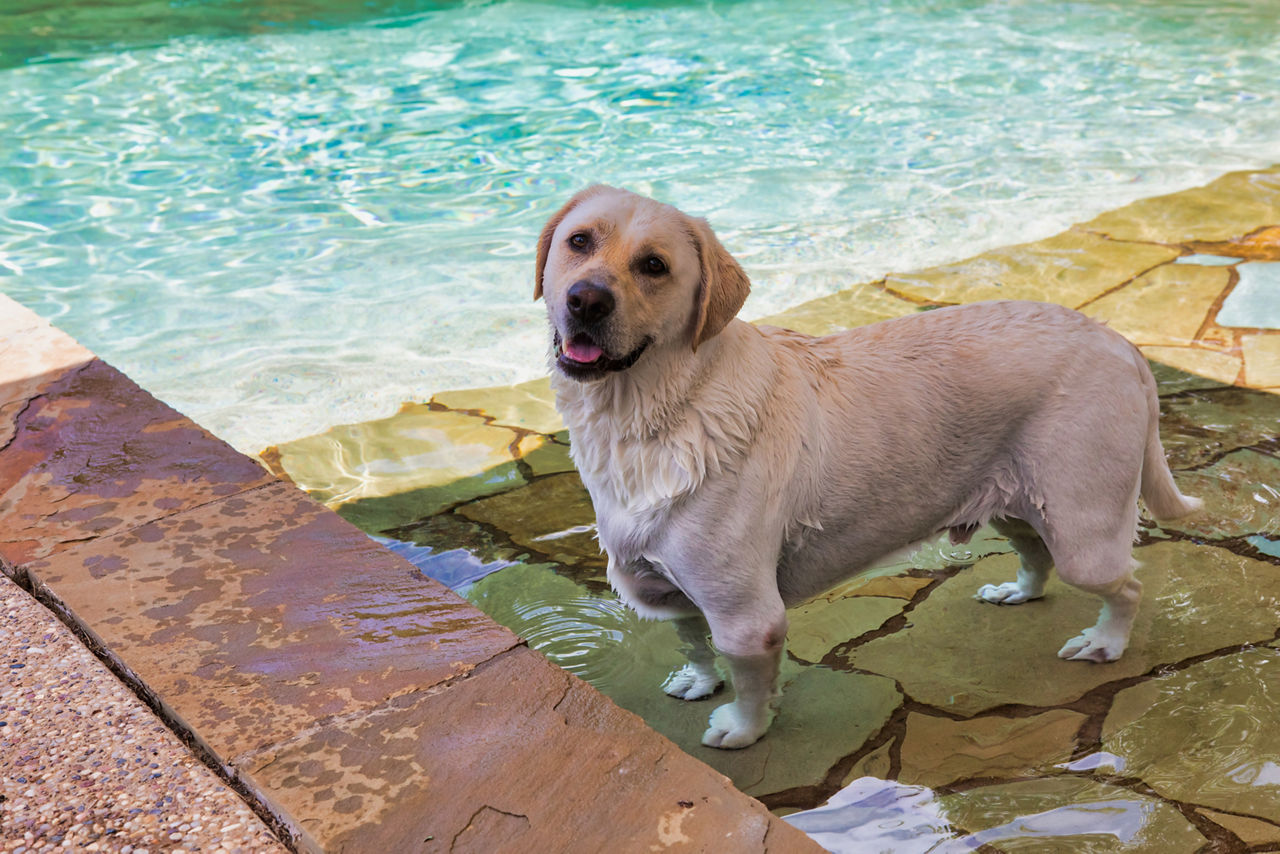 White dog swimming in pool