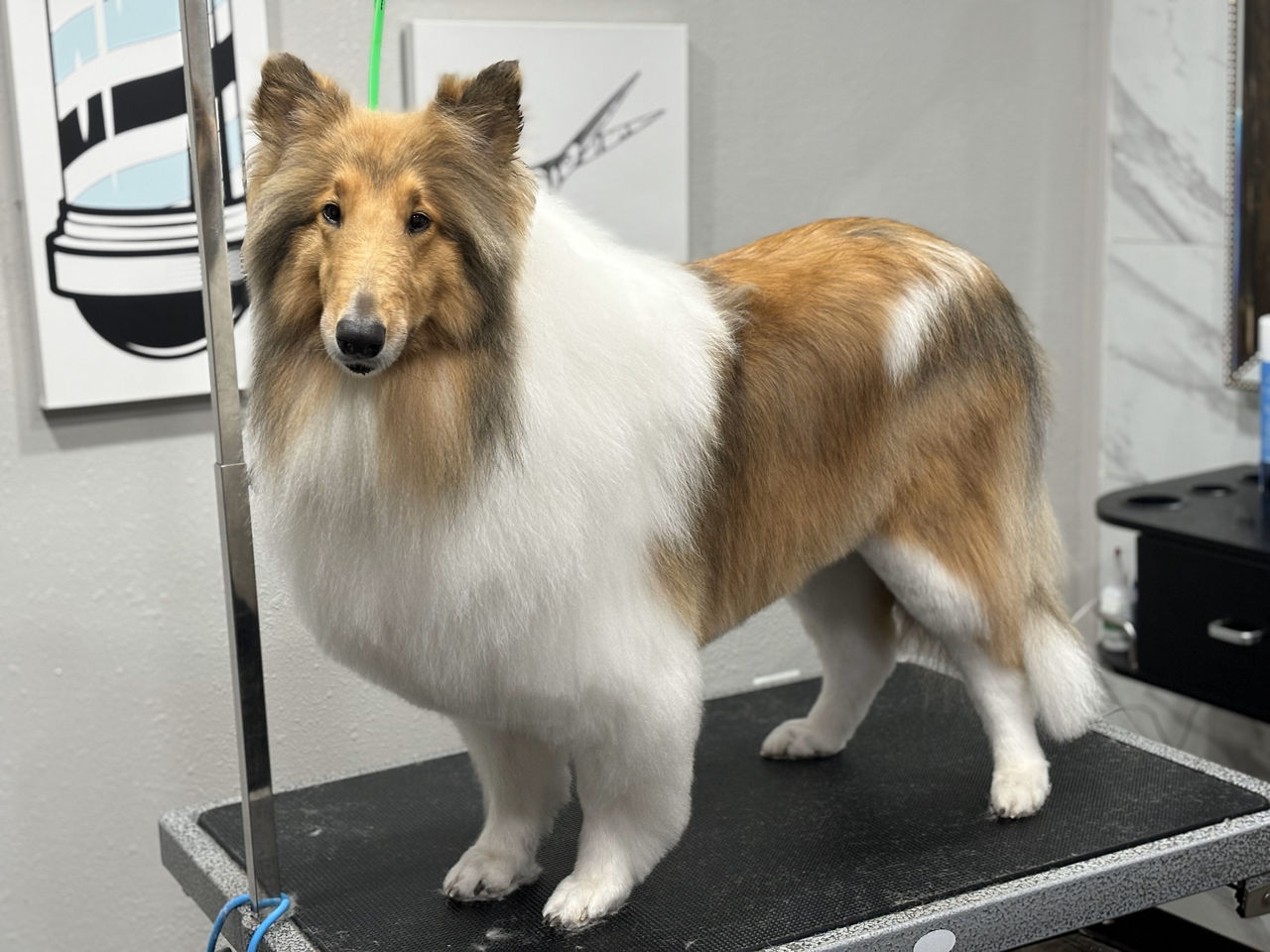 Brown and white dog getting groomed.