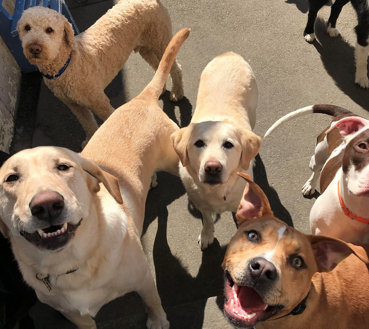 daycare dogs