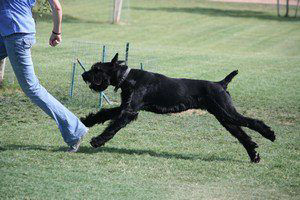 dog with trainer