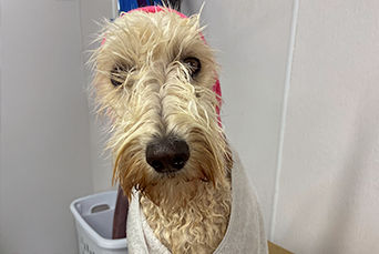 Dog in a robe