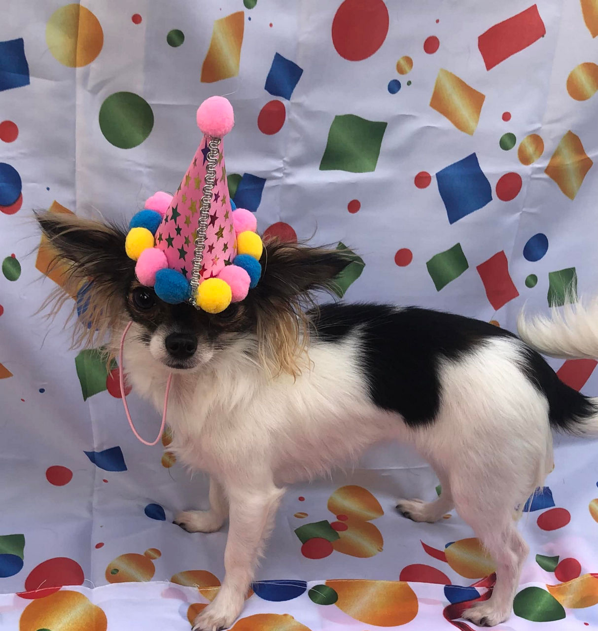 Dog's birthday Celebrations