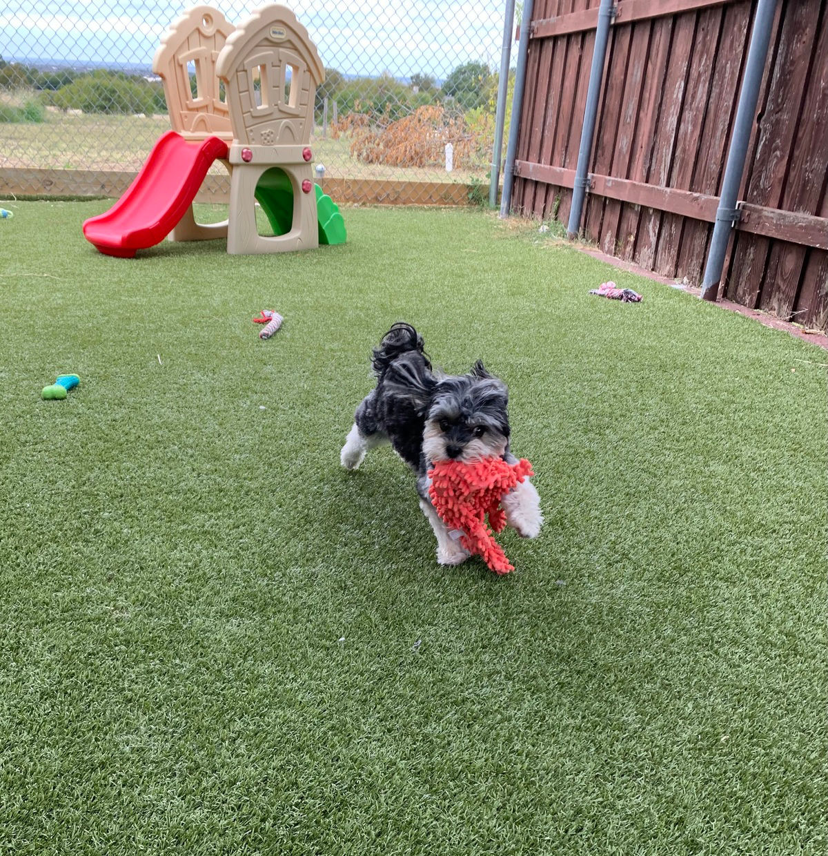 Dog having fun in the park