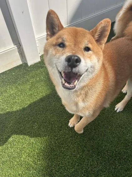 Fluffy Dog meds