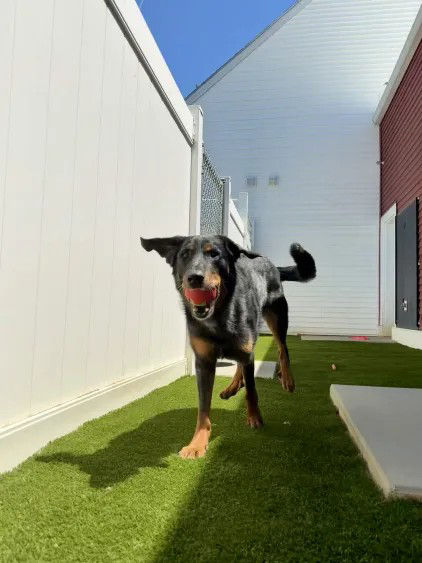 Two dogs running with one holding an apple.