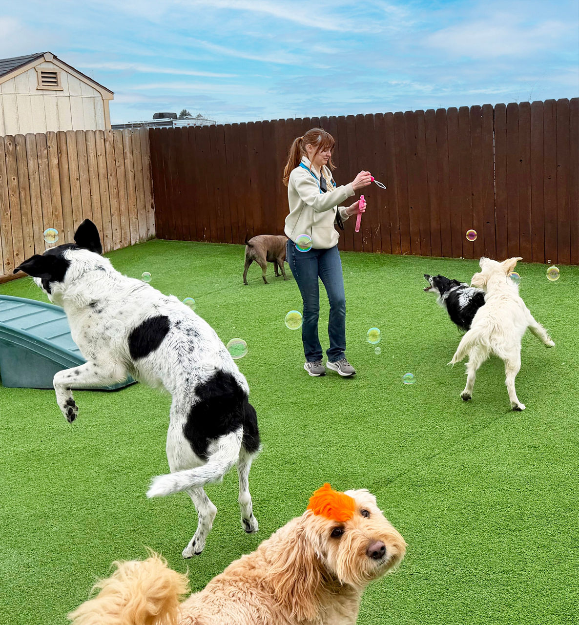 Woman blowing bubbles for 5 dogs to play with. Dog with an orange mohawk in the foreground.