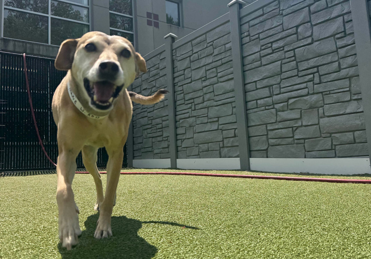 Dog running on grass