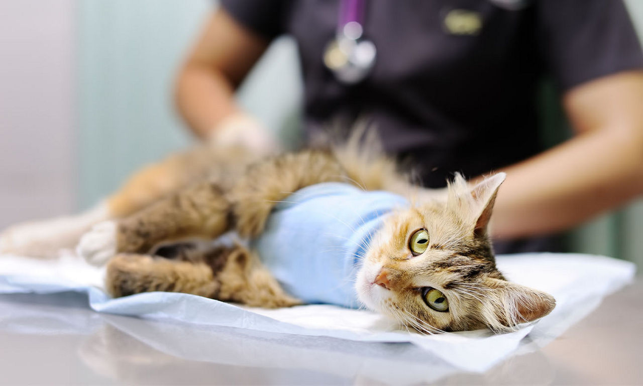 veterinarian checking the cat