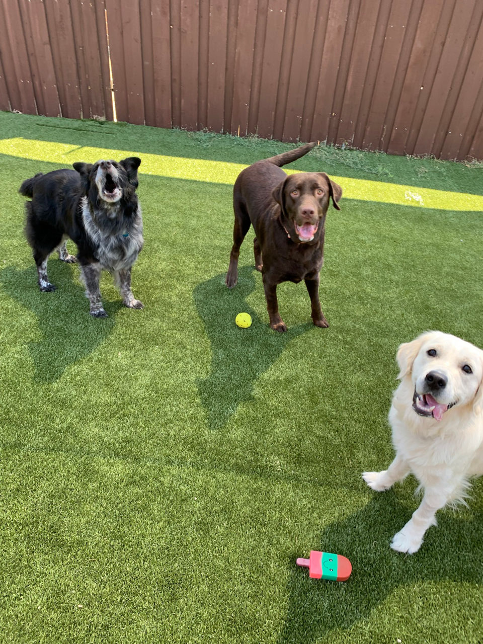 dog playing with a toy