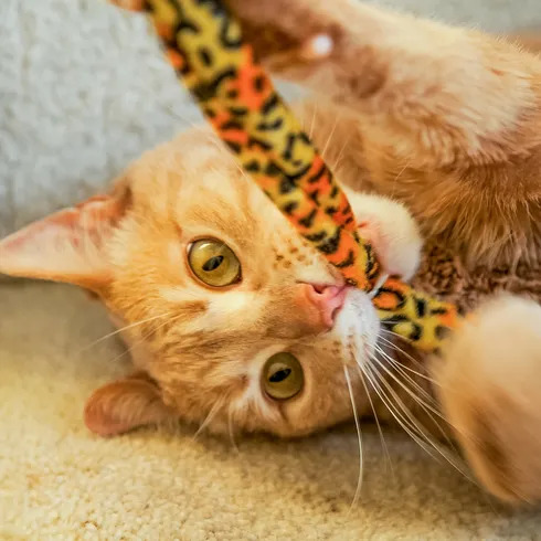 cat playing with toy