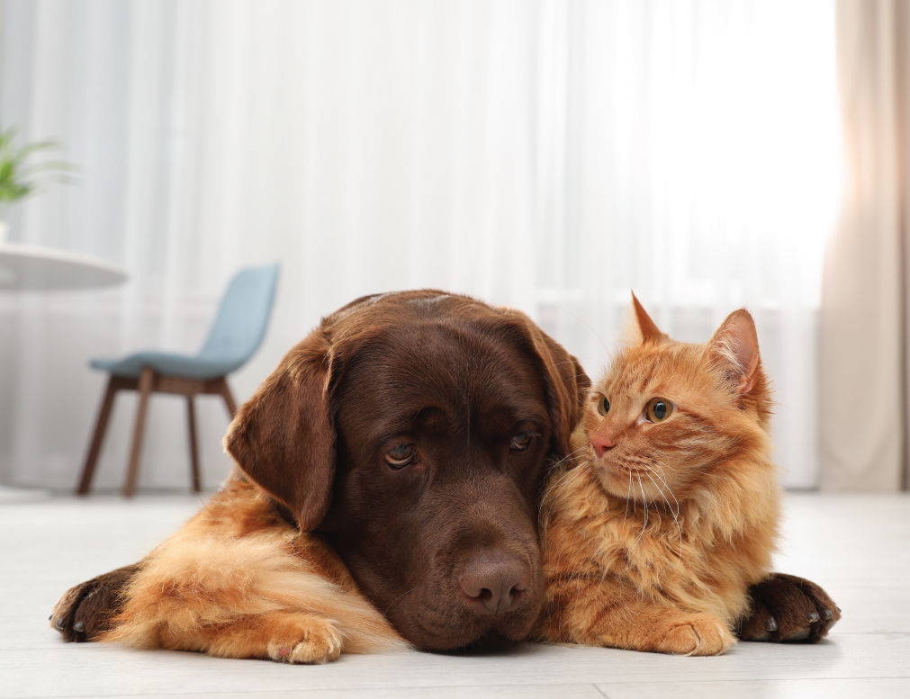 Brown dog and orange cat cuddling on the floor.