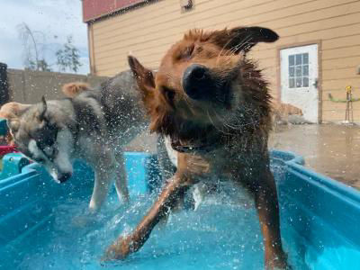 Brown dog yawning while laying in white bed.