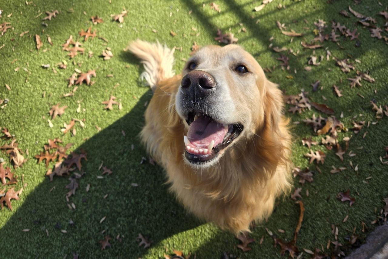 happy senior golden retriever